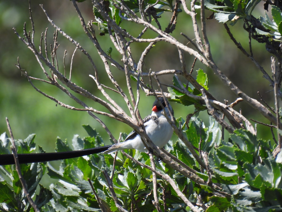 Pin-tailed Whydah - ML264570871