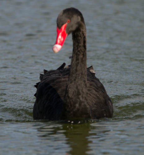Black Swan - Douglas Sheldon