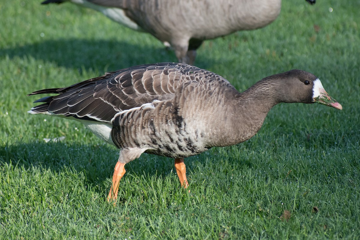 Greater White-fronted Goose - ML264572571
