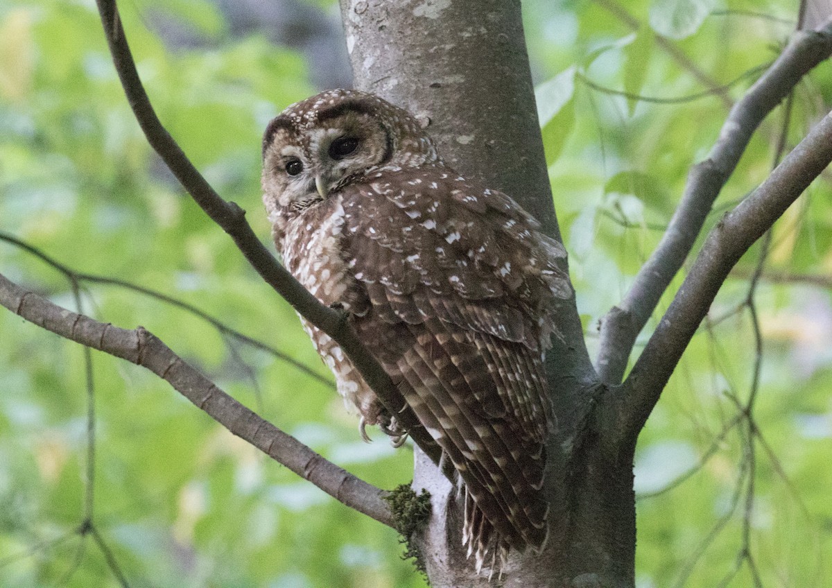 Spotted Owl - Ted Beedy