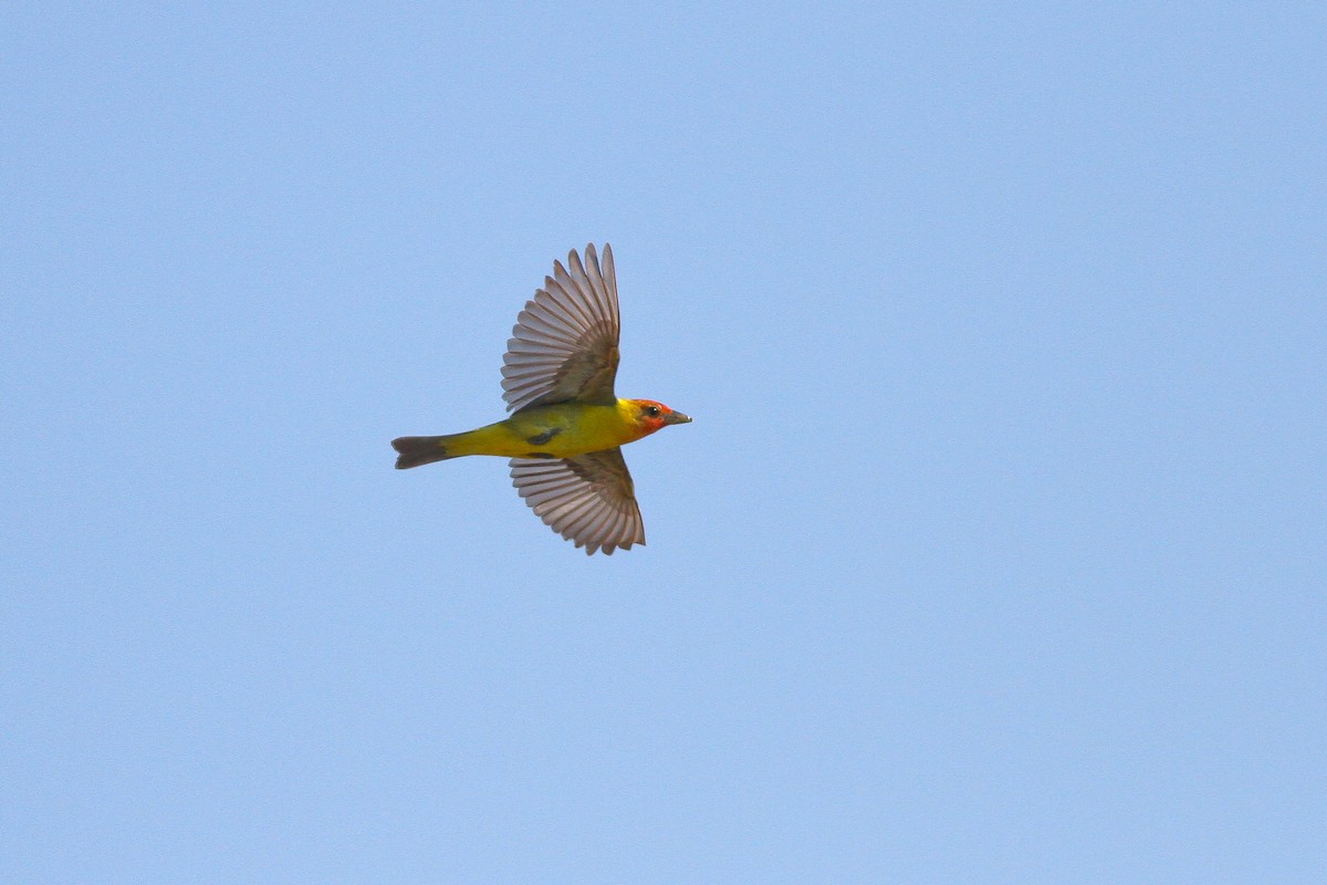 Western Tanager - ML264576931