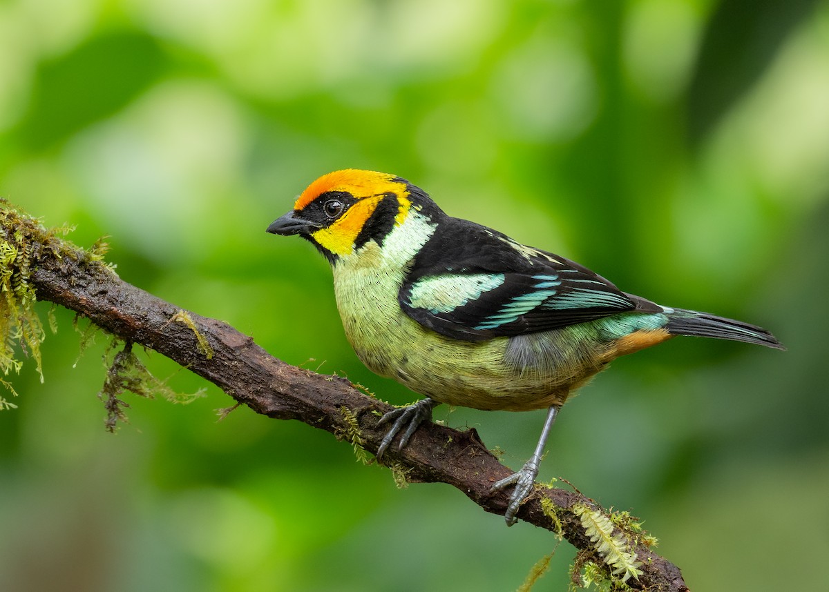 Flame-faced Tanager - ML264577161