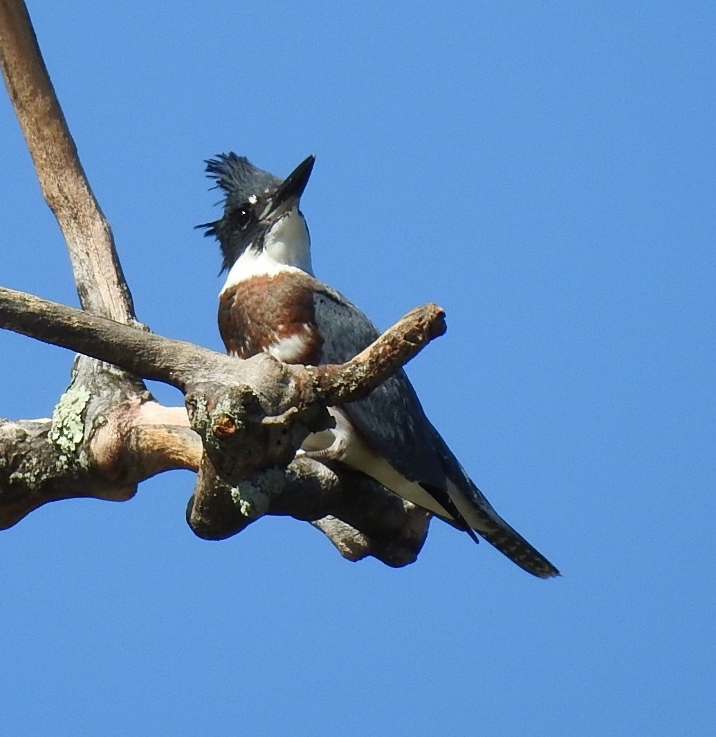 Belted Kingfisher - ML264578311