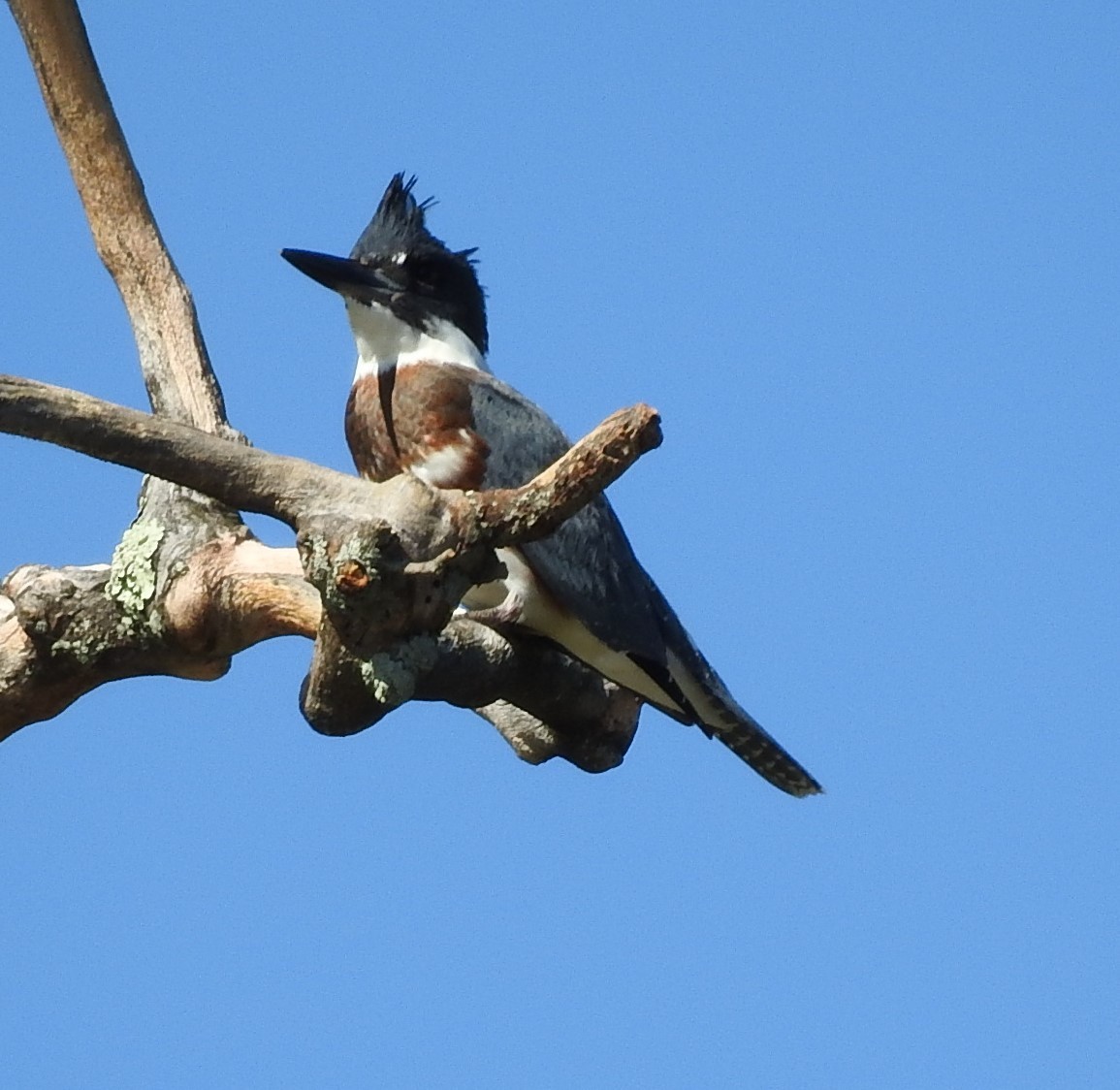 Belted Kingfisher - ML264578321