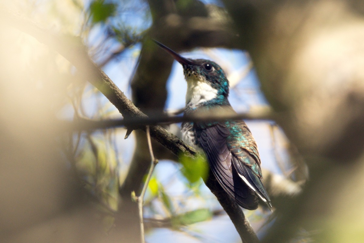 White-throated Hummingbird - Leonel Melvern
