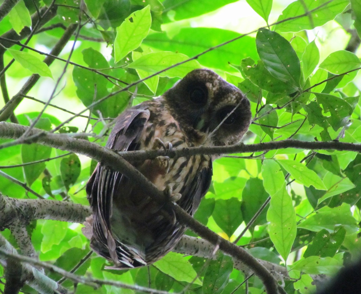 Mottled Owl - Chico Muñoz