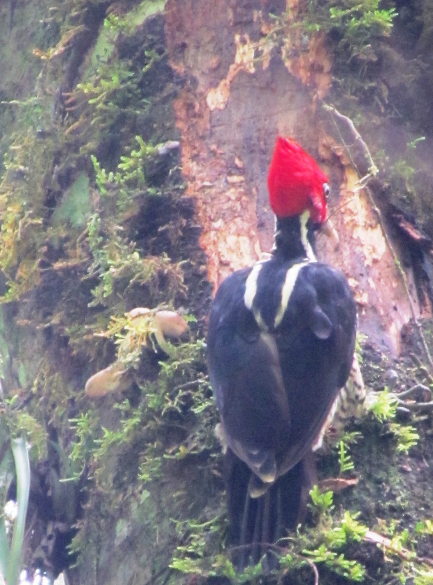 Pale-billed Woodpecker - ML264587711
