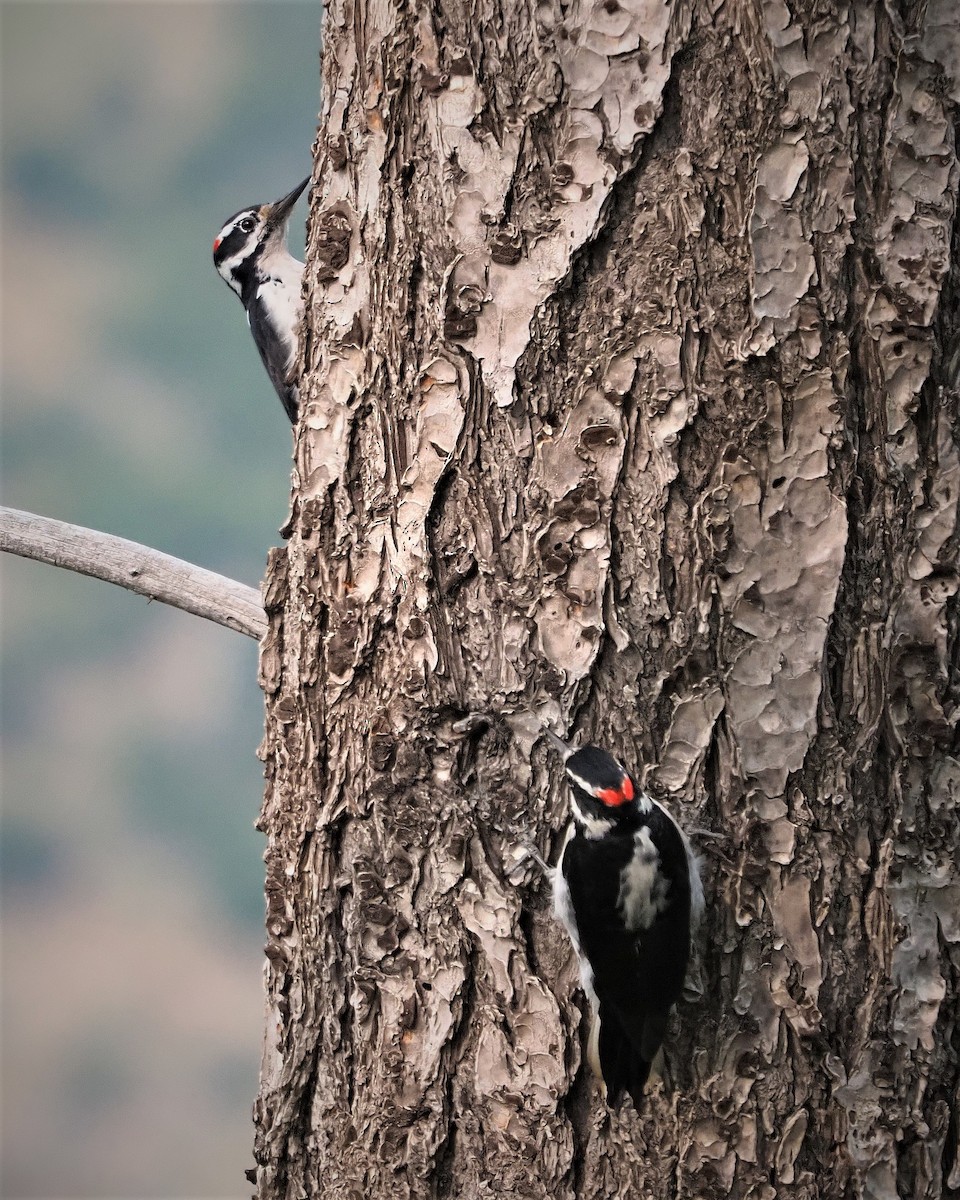 Hairy Woodpecker - ML264588001