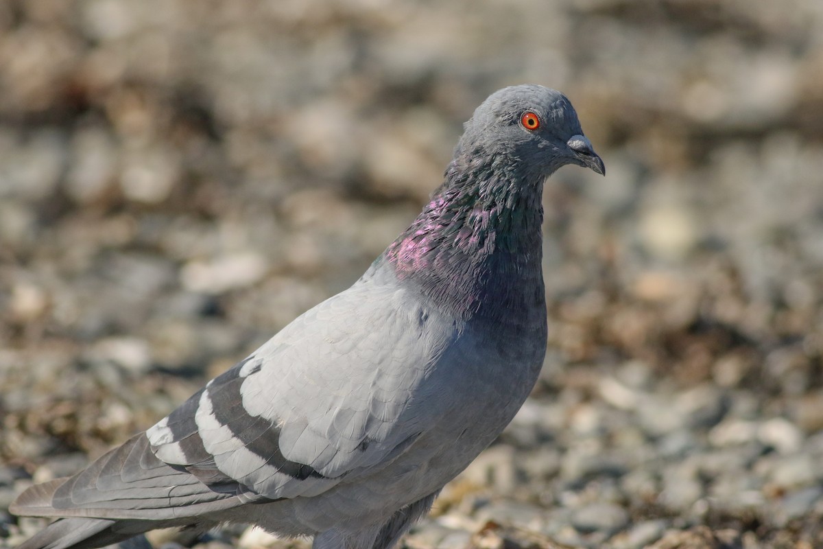 Rock Pigeon (Feral Pigeon) - ML264588951
