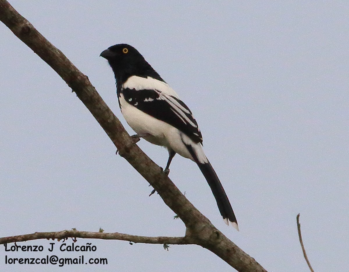 Magpie Tanager - ML264589411