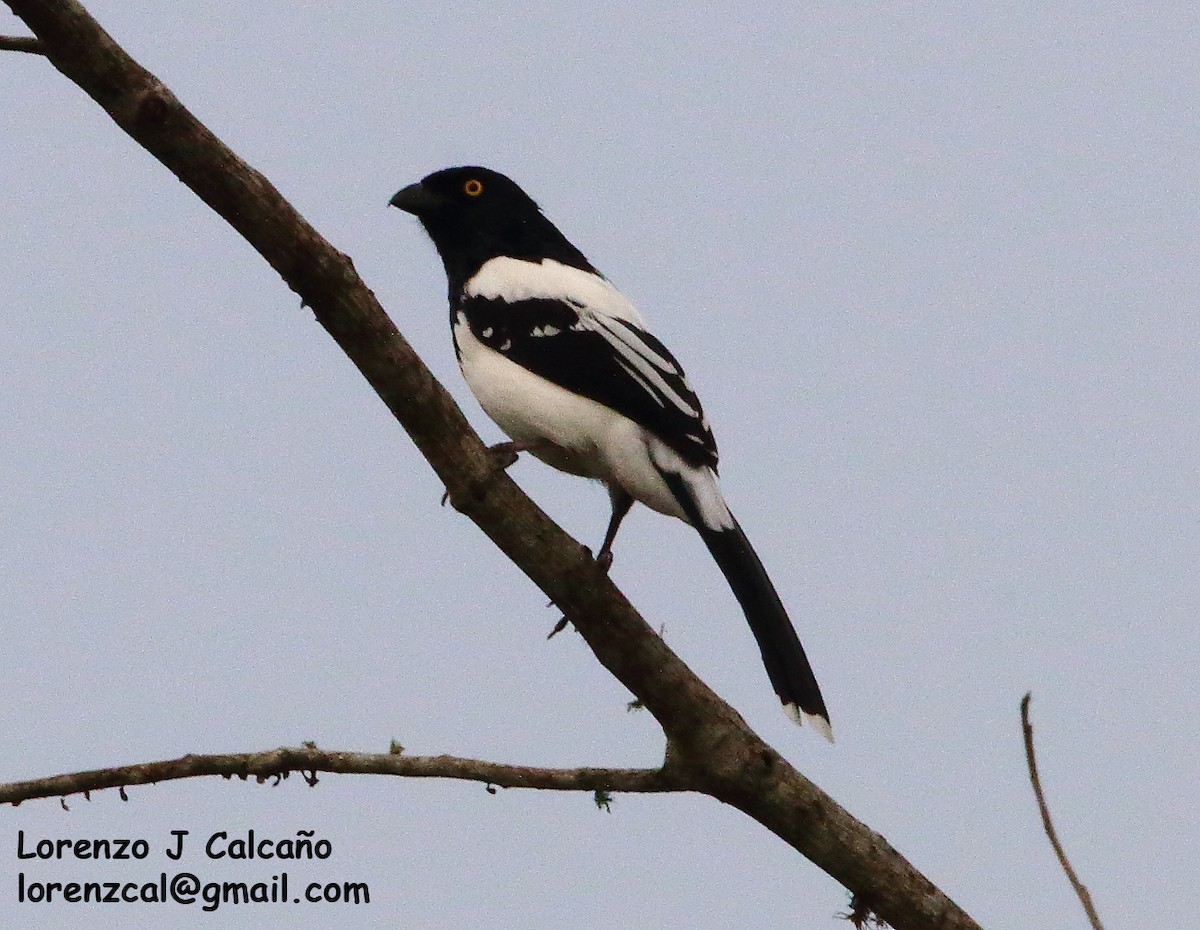 Magpie Tanager - ML264589431