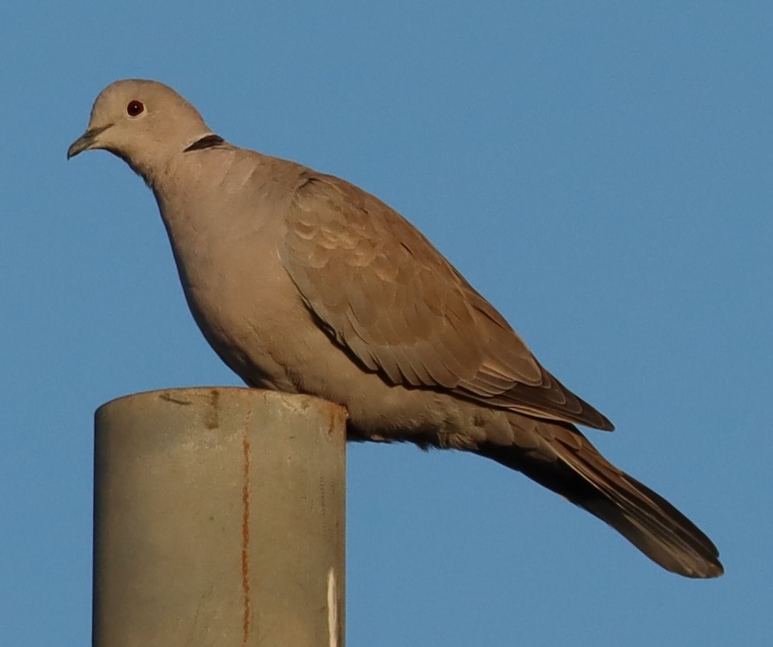 Eurasian Collared-Dove - ML264593711