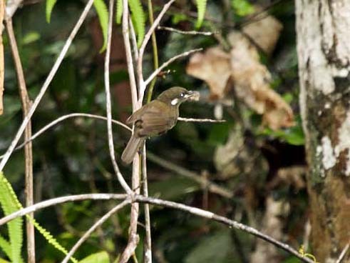 Forest Honeyeater - Mehd Halaouate