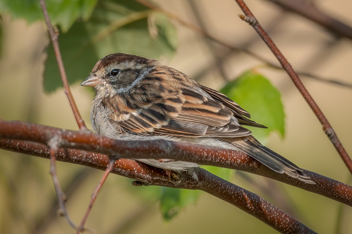 Chipping Sparrow - Andy Wilson