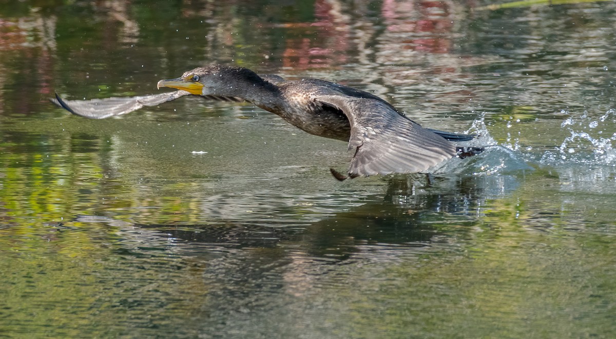 Double-crested Cormorant - Andy Wilson