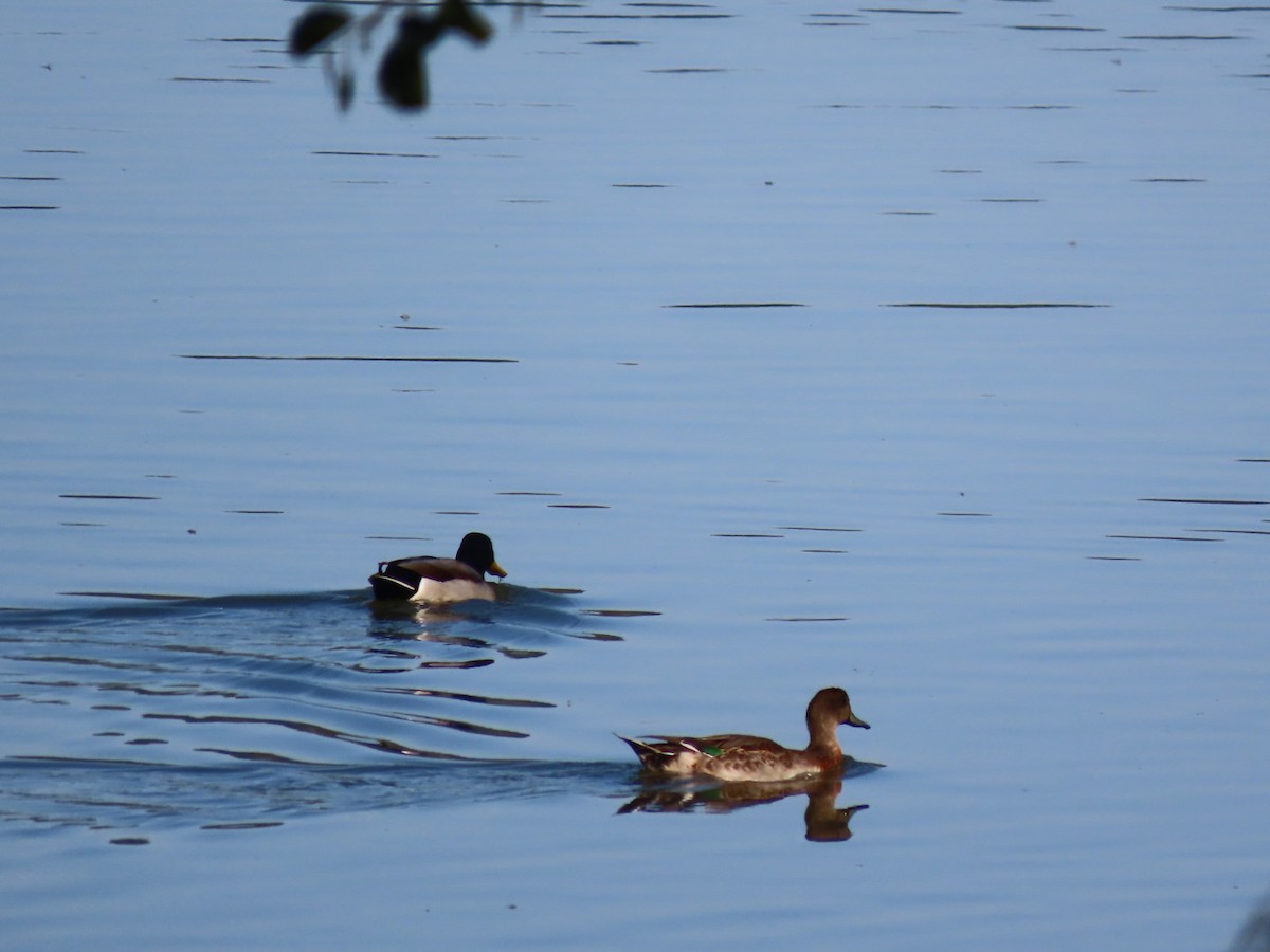 Green-winged Teal - ML264599121
