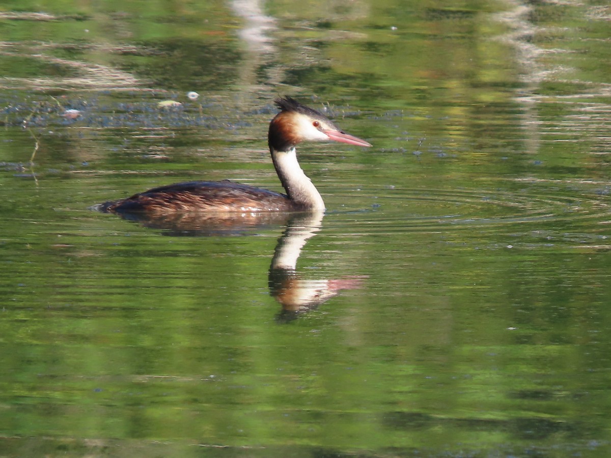 Great Crested Grebe - ML264599261