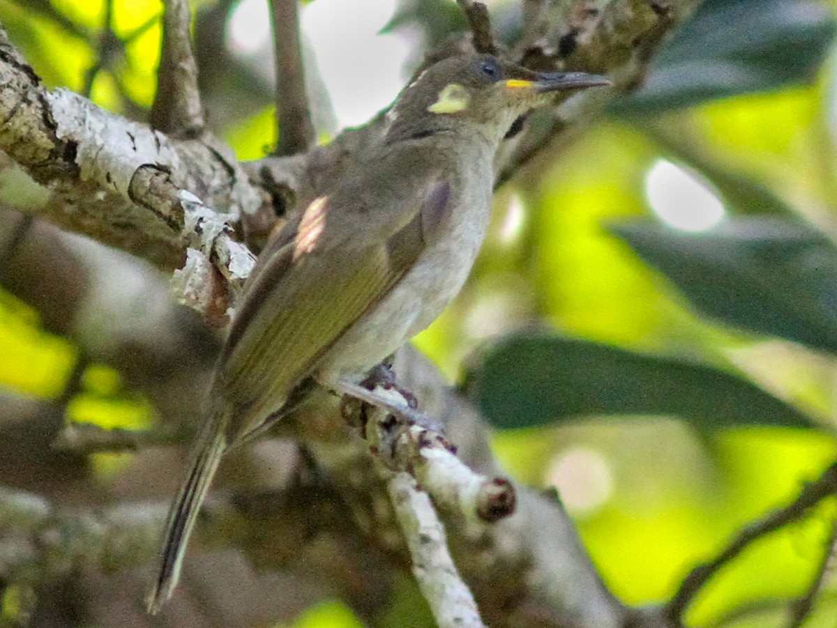 Yellow-gaped Honeyeater - Microptilotis flavirictus - Birds of the World