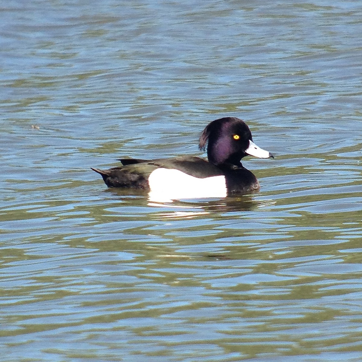 Tufted Duck - Rob O'Donnell