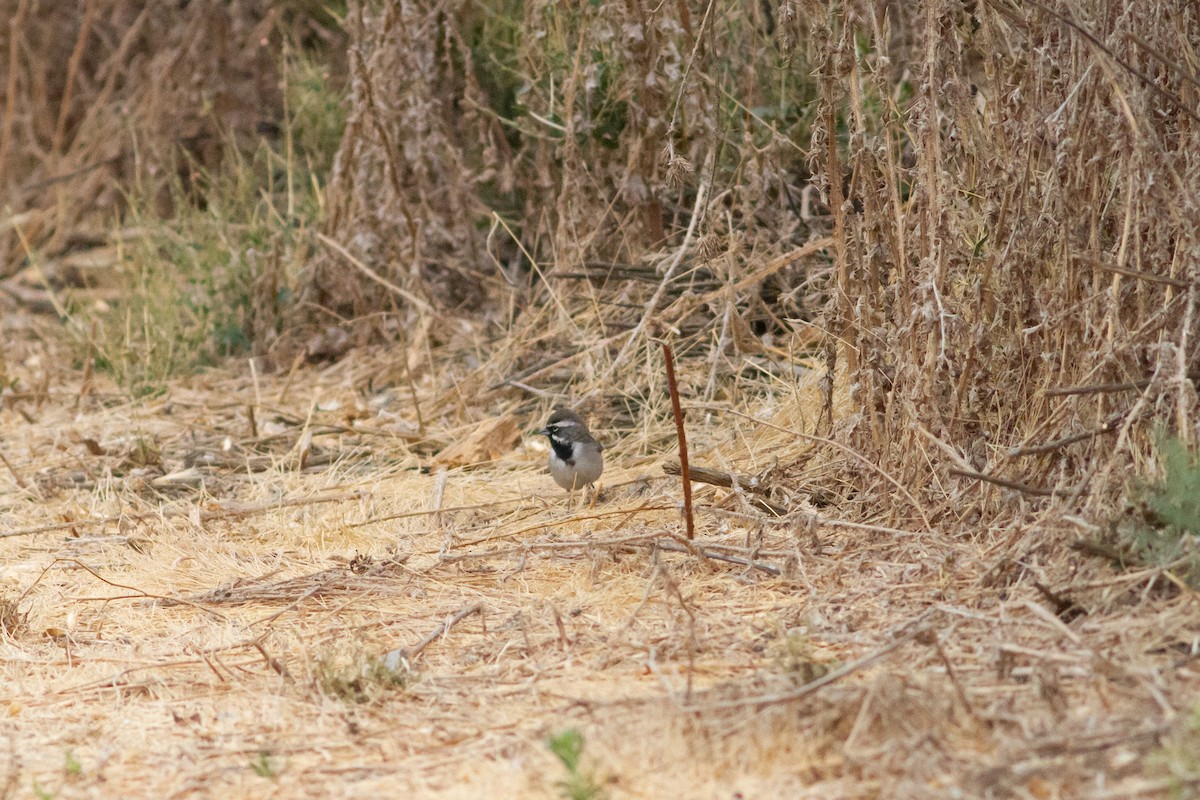 Black-throated Sparrow - Nathan French
