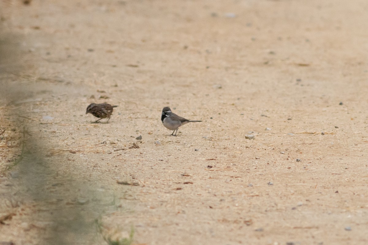Black-throated Sparrow - ML264601181