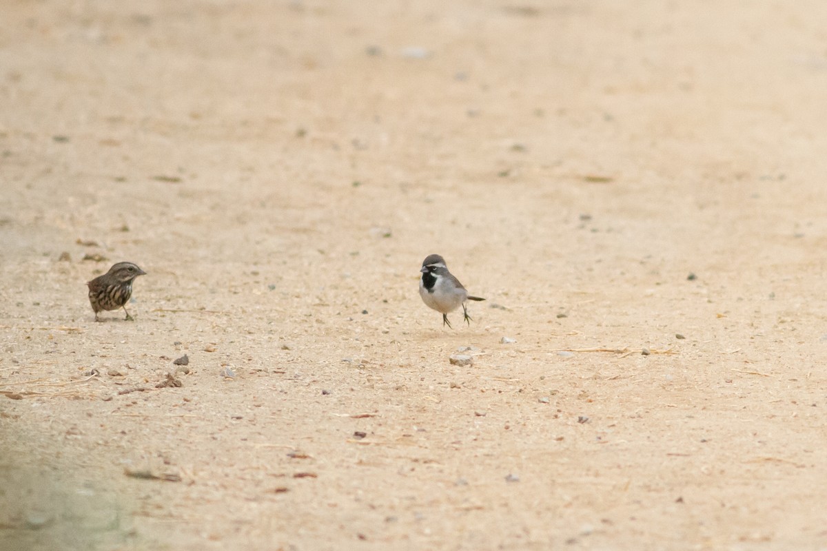 Black-throated Sparrow - ML264601511