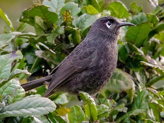  - Sooty Honeyeater