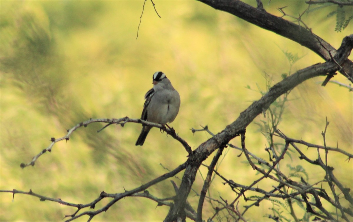 White-crowned Sparrow - Ken Tracey