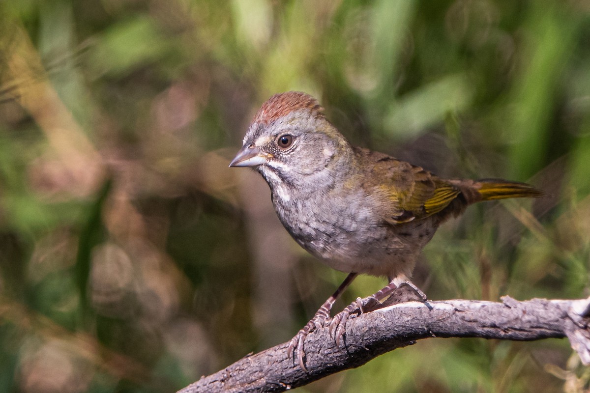 Green-tailed Towhee - Shawn Cooper