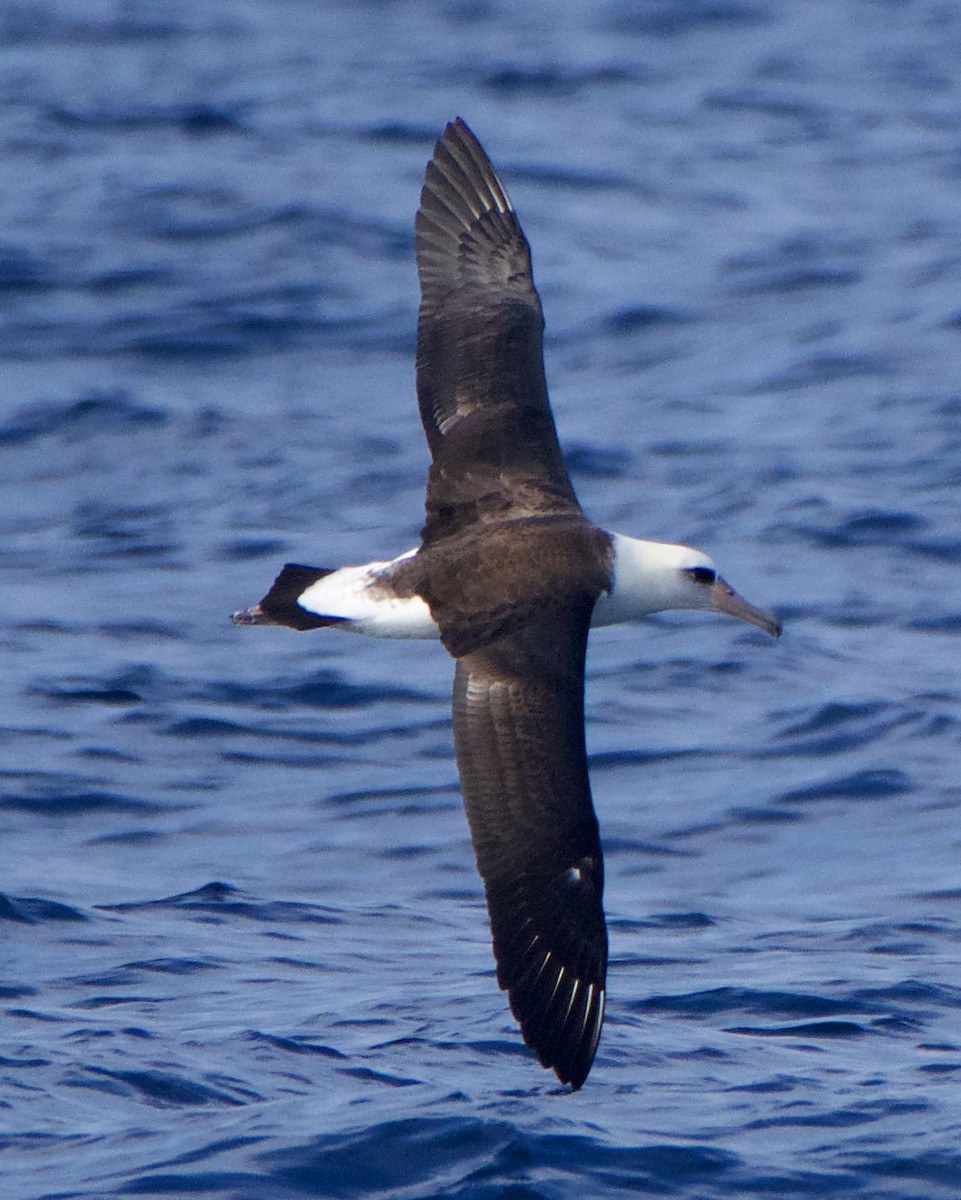 Laysan Albatross - ML264615361