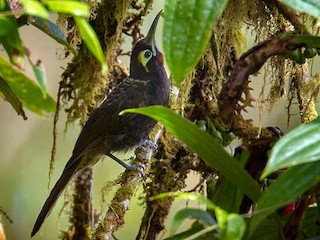  - Lars Petersson | My World of Bird Photography - ML264617141