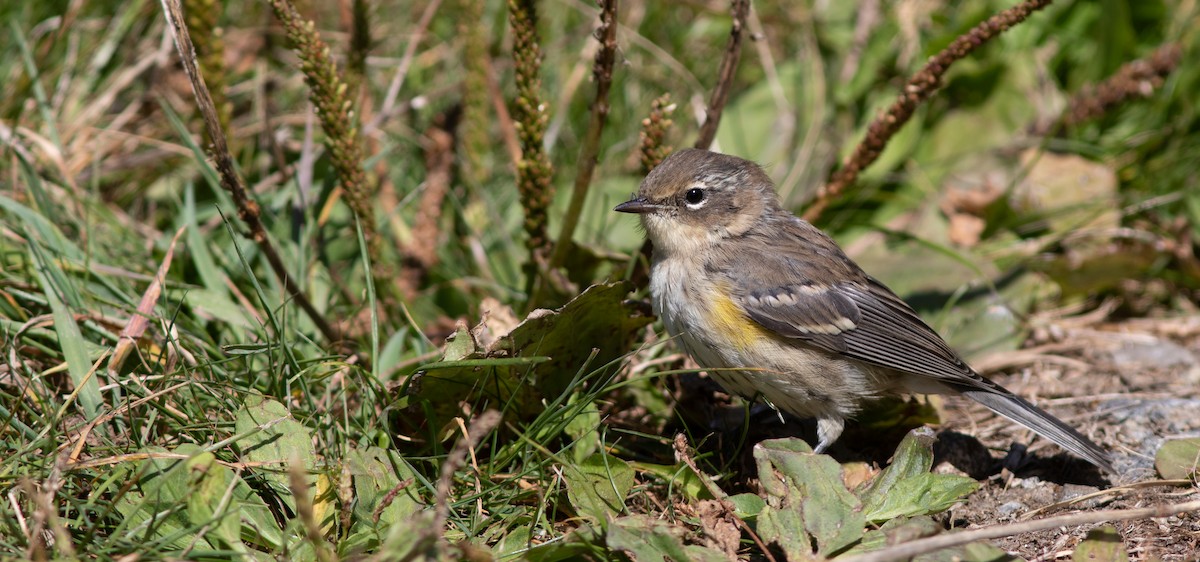 Yellow-rumped Warbler (Myrtle) - Doug Hitchcox