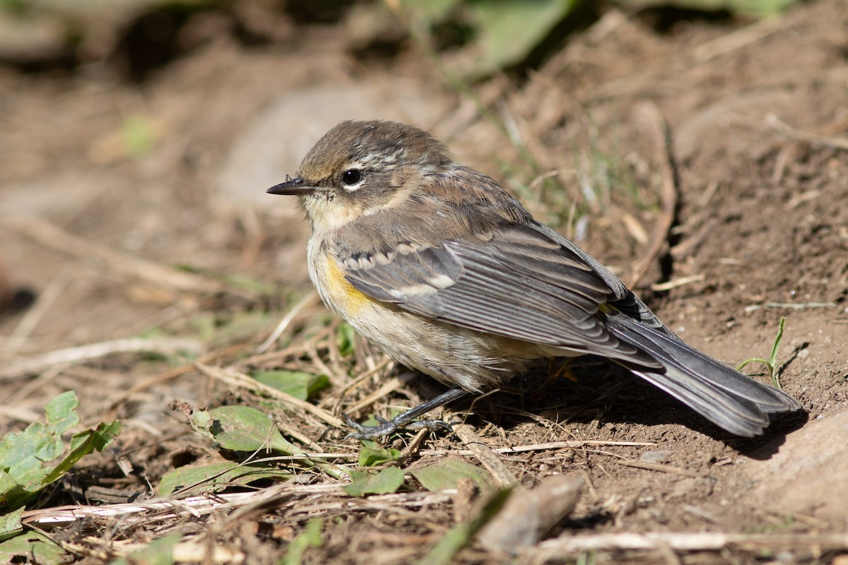 Yellow-rumped Warbler (Myrtle) - Doug Hitchcox