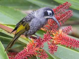  - Belford's Melidectes