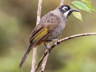  - Belford's Melidectes