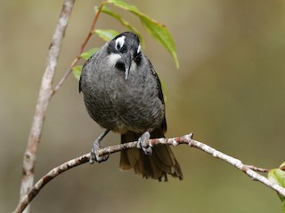  - Belford's Melidectes