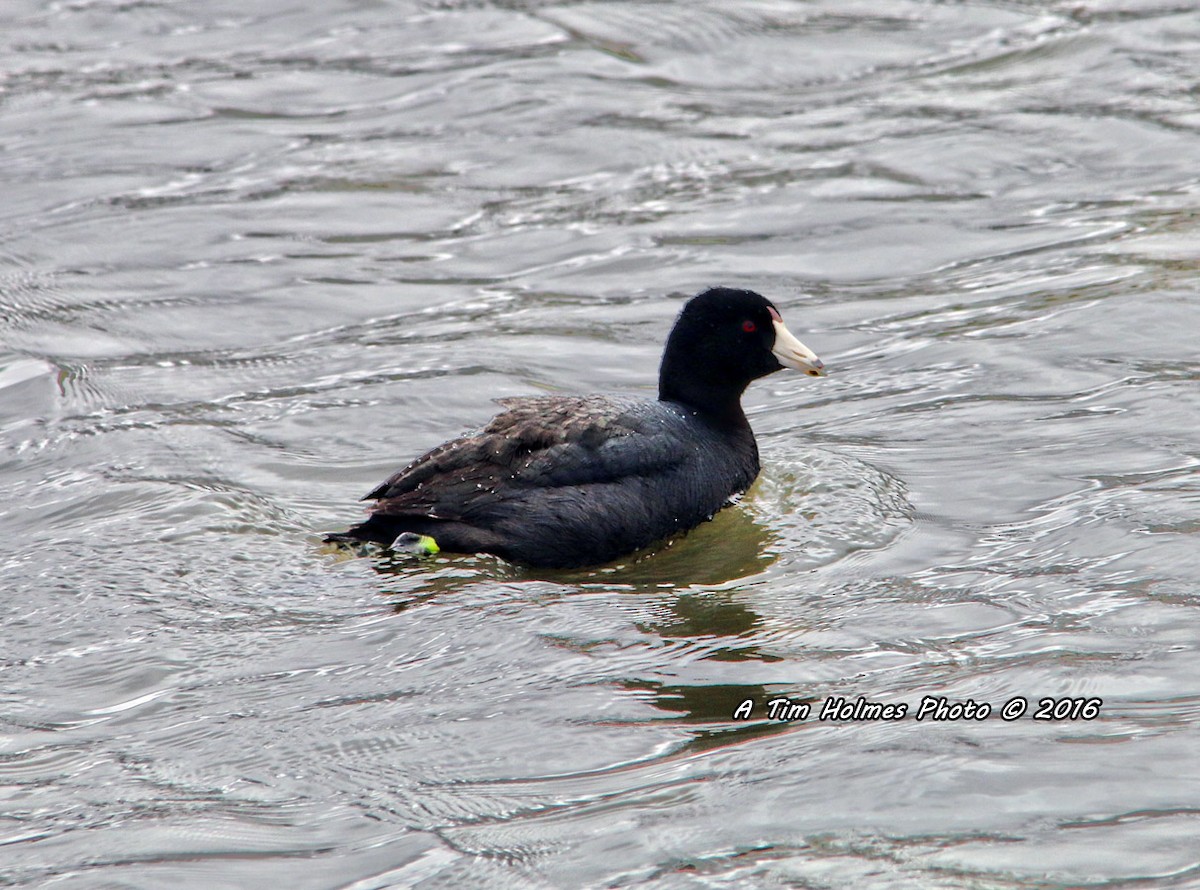 American Coot (Red-shielded) - Tim Holmes