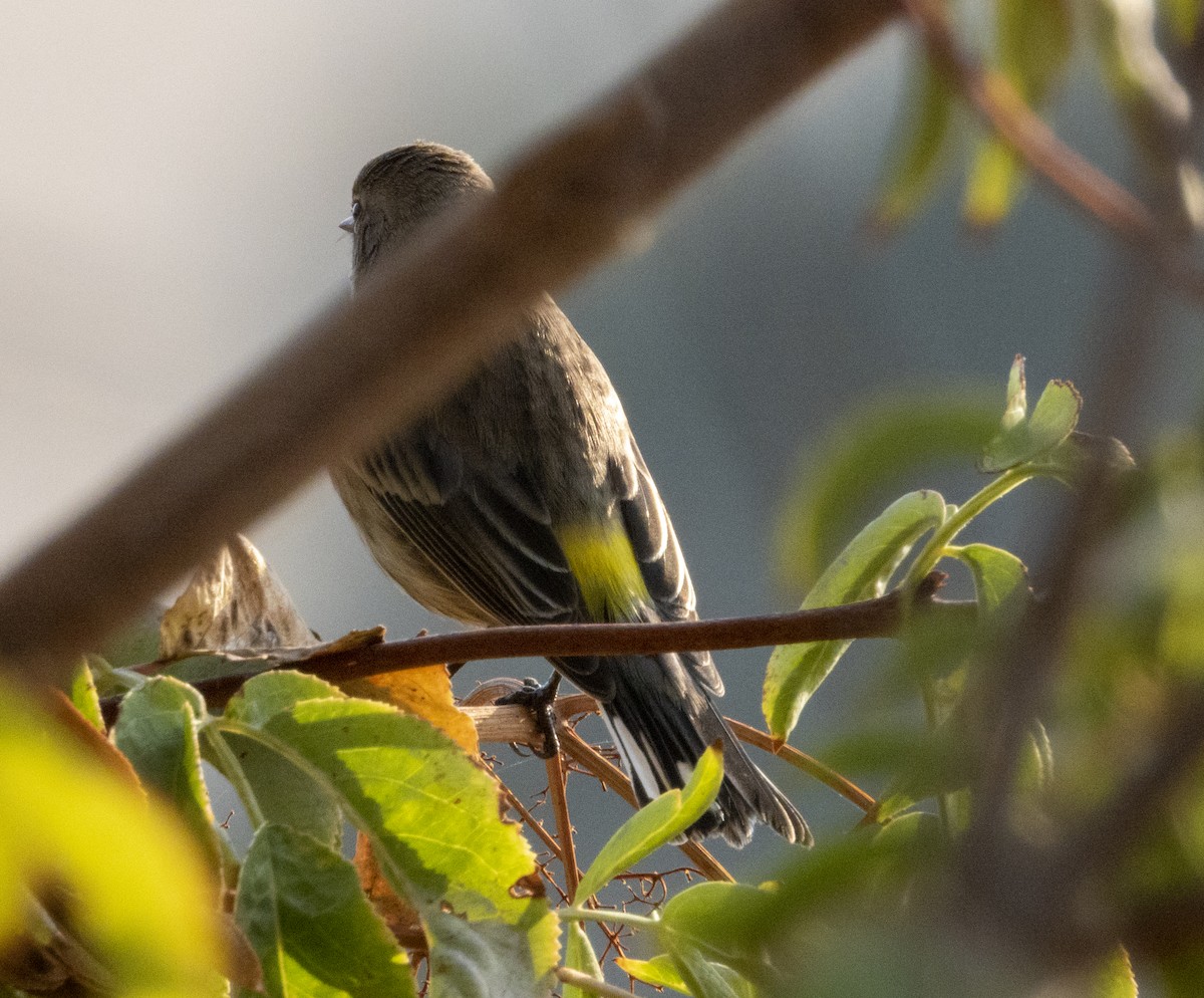 Yellow-rumped Warbler (Audubon's) - ML264625111