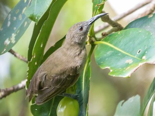  - Bougainville Honeyeater