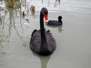 Black Swan, ML26463081