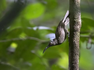 Dugokljuni medojed - eBird