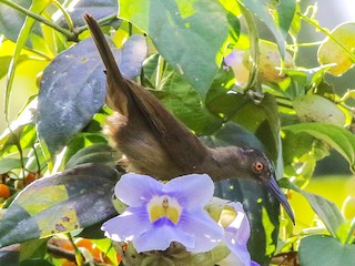 Dugokljuni medojed - eBird