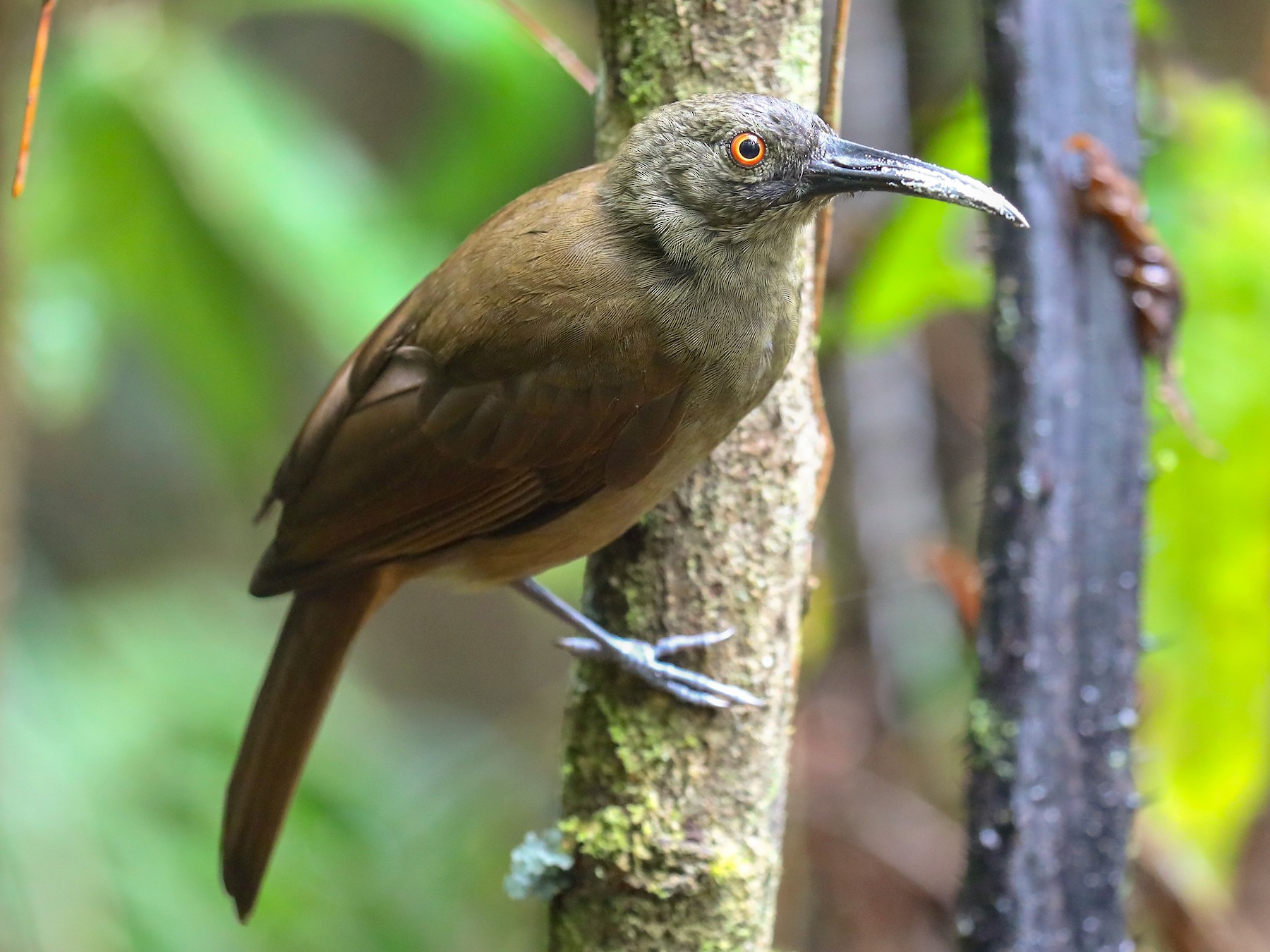 Long-billed Honeyeater - Anonymous