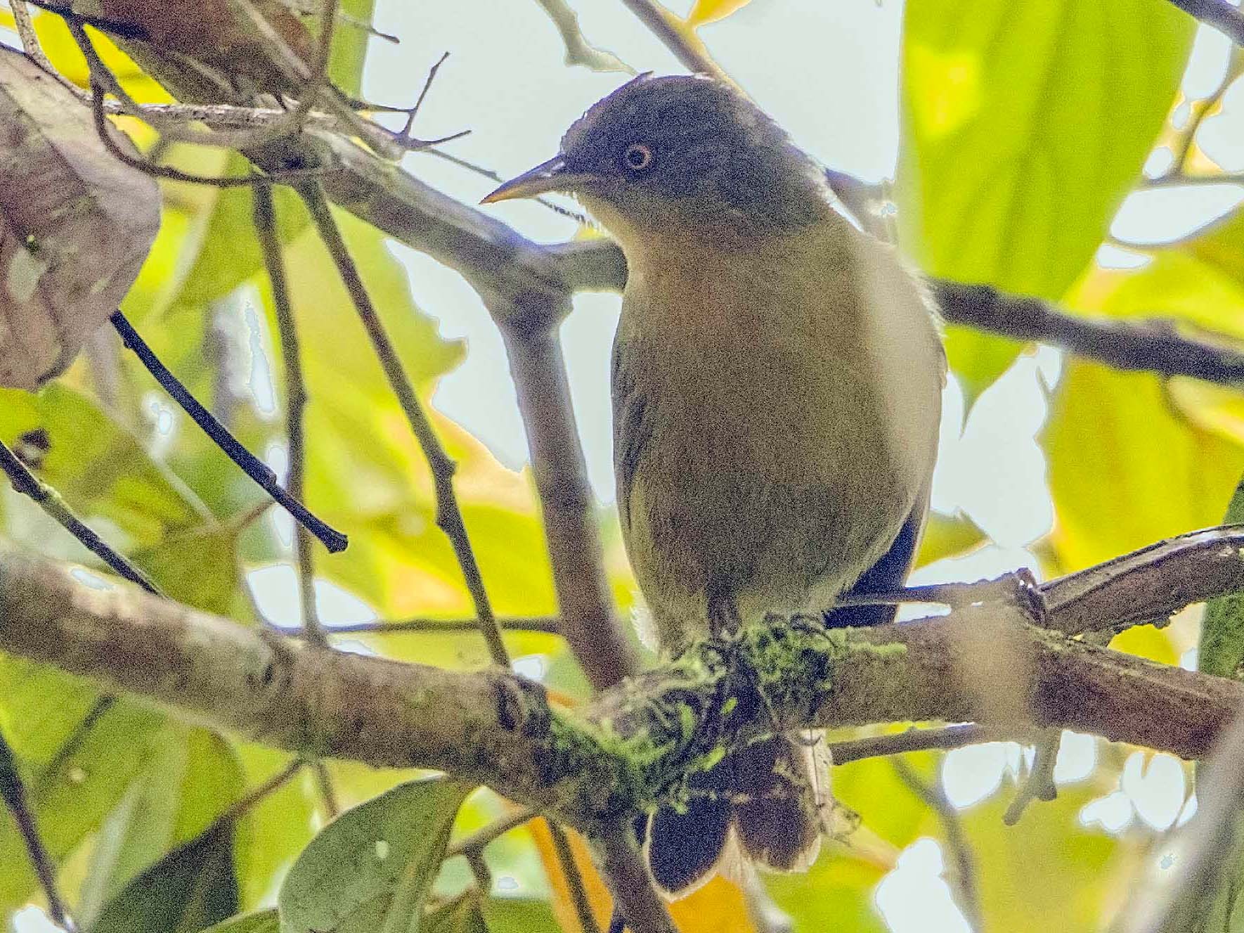 Olive Straightbill - eBird