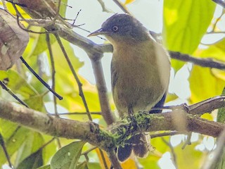 Bradley Hacker 🦜 - ML264636971