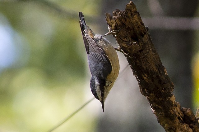 Red-breasted Nuthatch - ML264640611