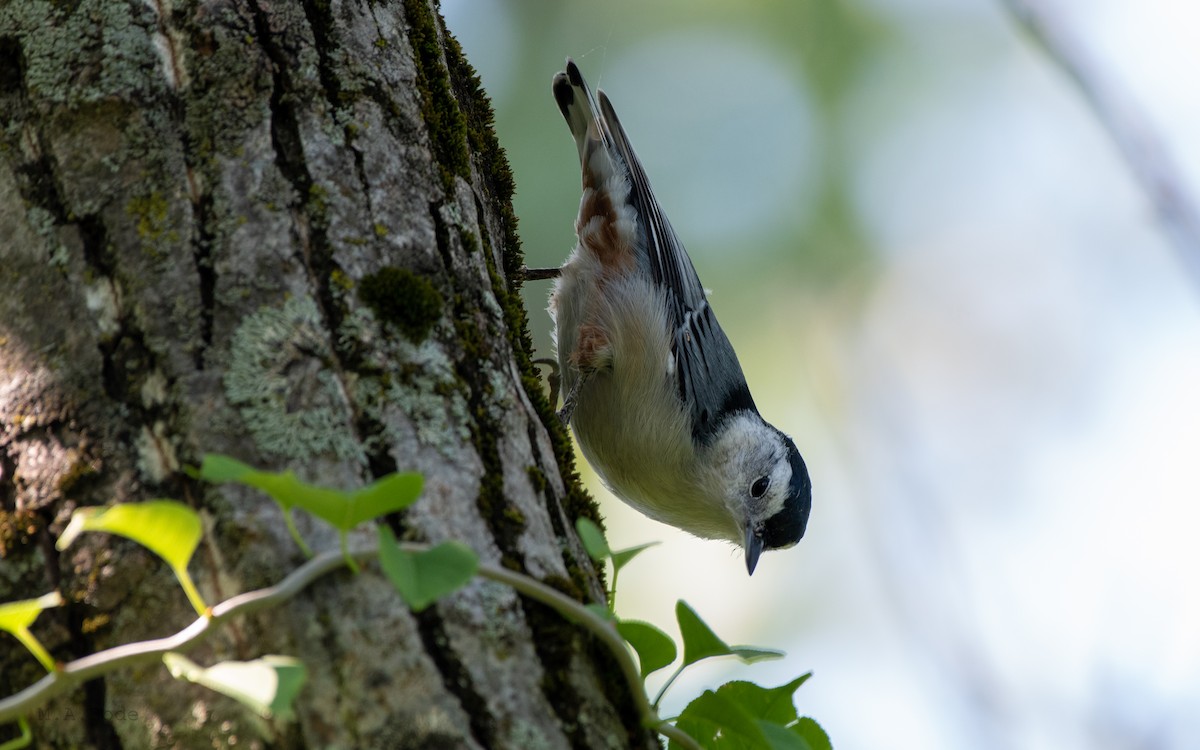 White-breasted Nuthatch - Matthew Bode