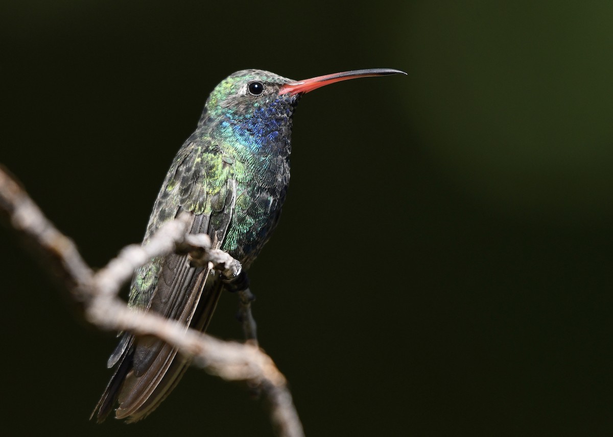 Broad-billed Hummingbird - ML264644351