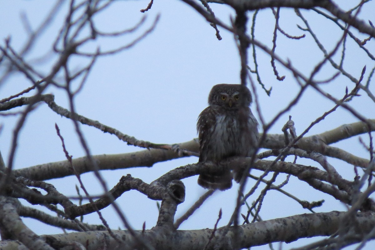 Eurasian Pygmy-Owl - eero salo-oja