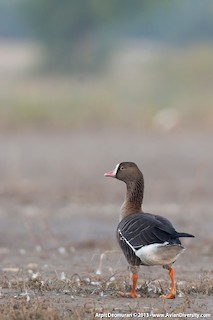 Lesser White-fronted Goose, ML26464581